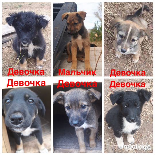 Собаки в добрые руки