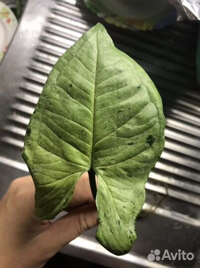 Сингониум серый призрак