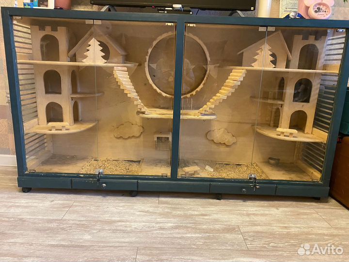 Британская шиншилла