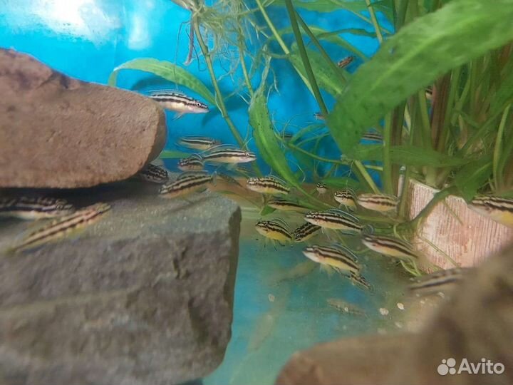 Цихлиды (танганьика)