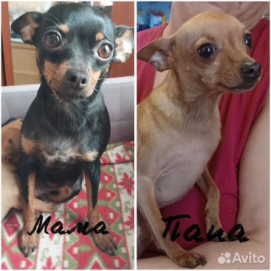 Мини той-терьер