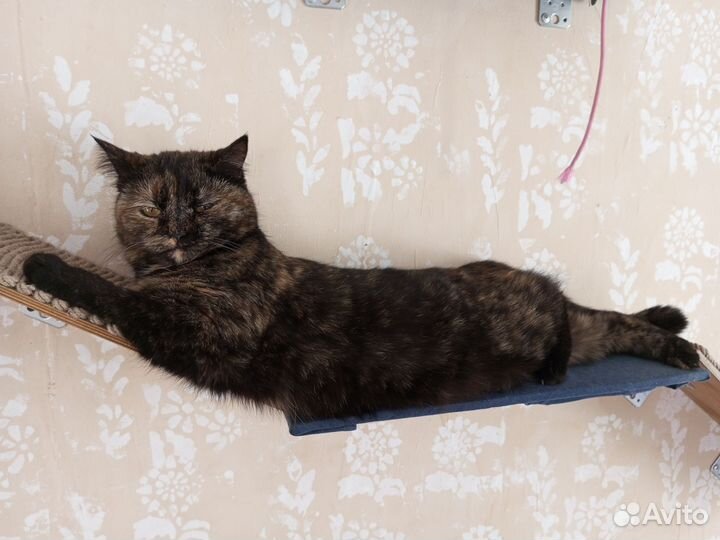 Передержка животных