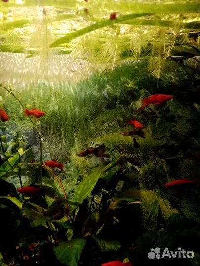 Вильчатые меченосцы