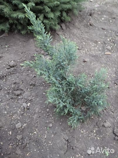 Можжевельник виргинский Грей Оул