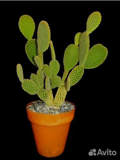 Кактус microdasys