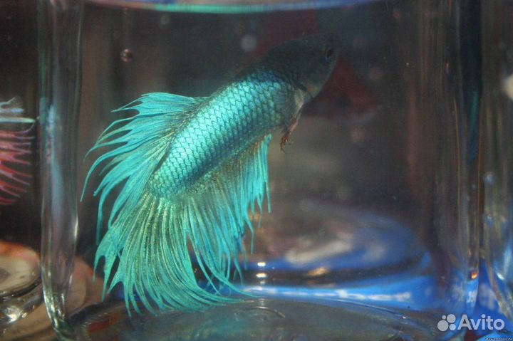 Петушок сиамский Корона - Изумрудный