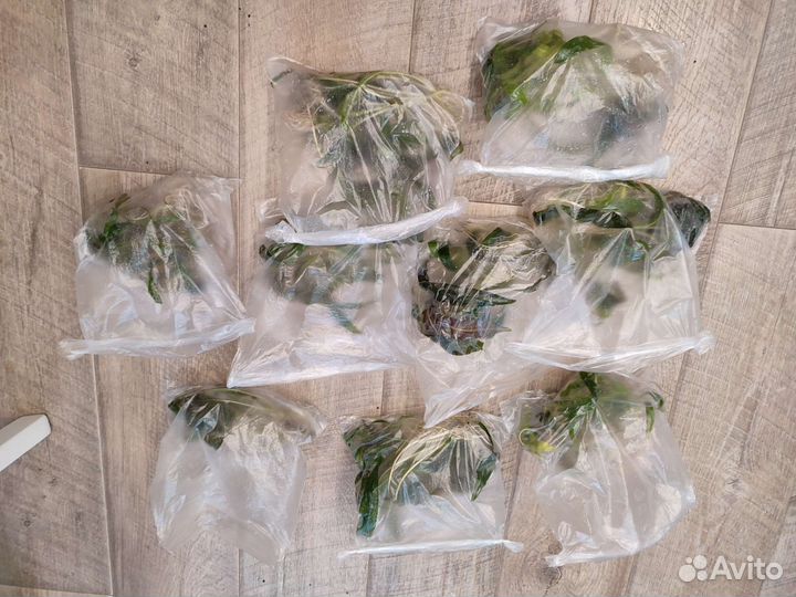 Криптокорина