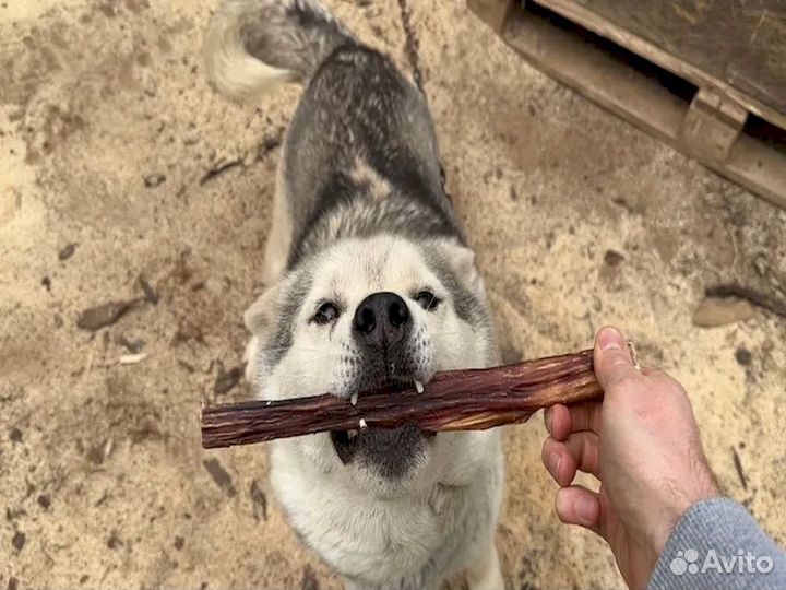 Сушеный бычий корень. Ниже рынка