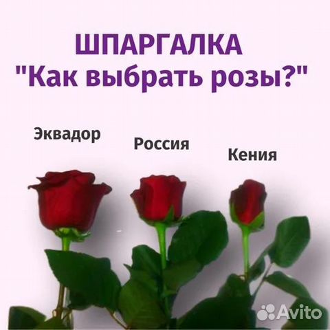 Розы 25 штук Эквадор 70 см