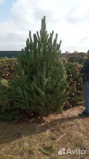 Сосна живая опт