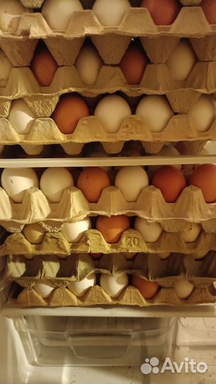 Домашние куриные яйца