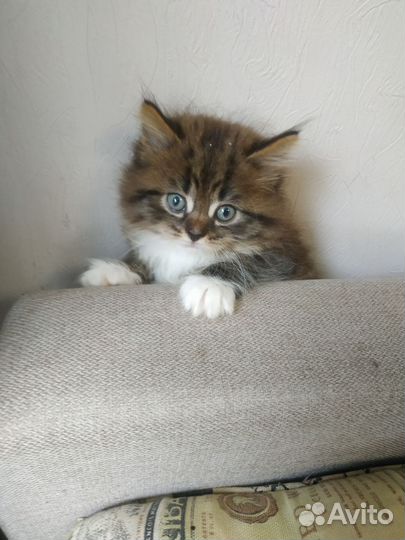 Котик в дар