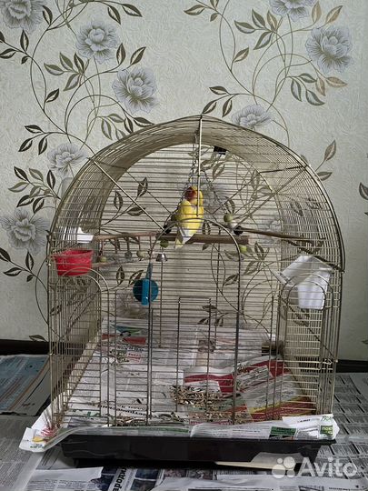 Попугай с клеткой
