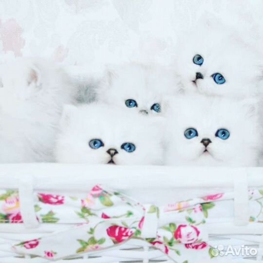 Высокопородные персидские шиншиллы