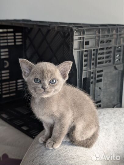 Бурманские котята