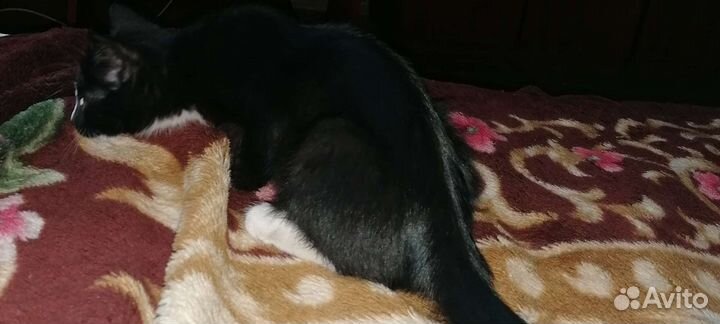 Отдам кошечку в хорошие руки бесплатно