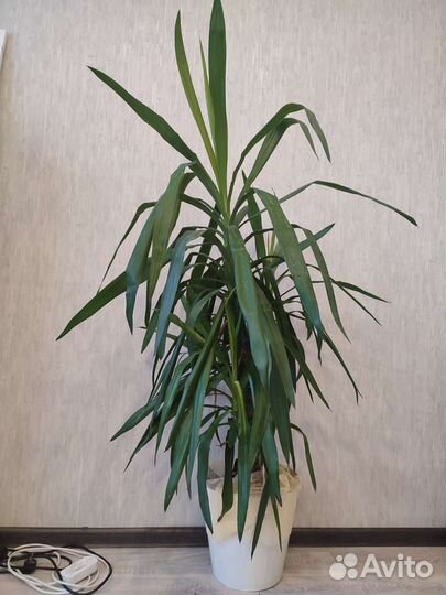 Комнатные цветы юкка