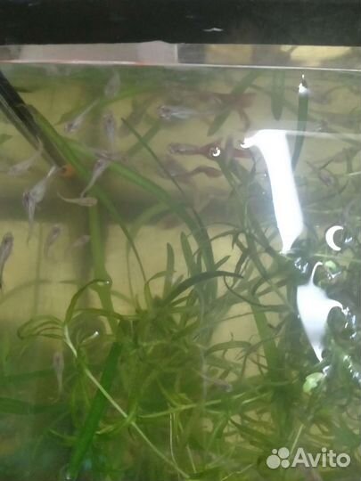 Аквариумные растения, камни