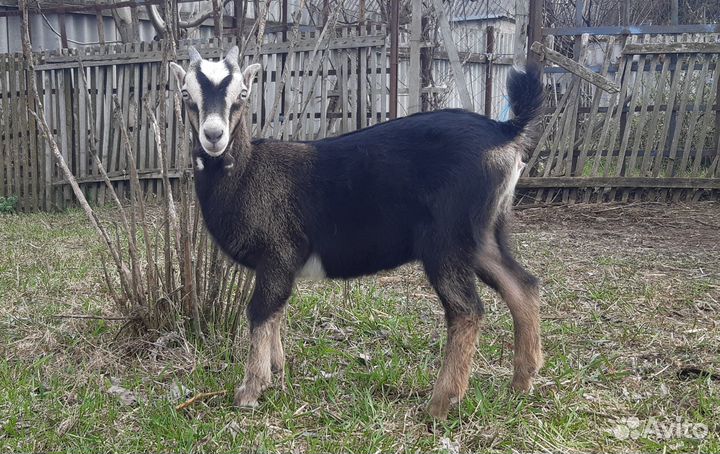 Козел, козлики Ламанча