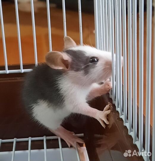 Крысята дамбо