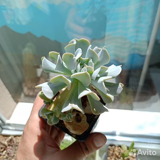 Суккуленты