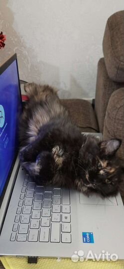 Кошка 7 месяцев стерелизована