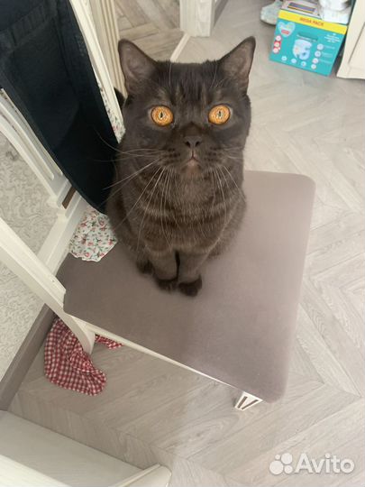 Британский кот