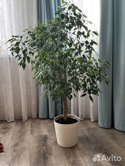 Фикус бенджамина плетеный