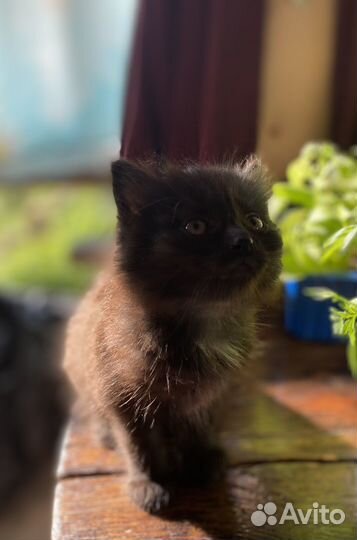 Кошечка 1,5 месяца