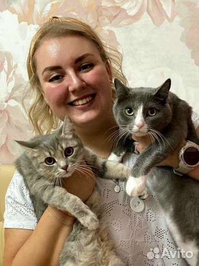 Груминг.Стрижка,вычес кошек и собак. Грумер