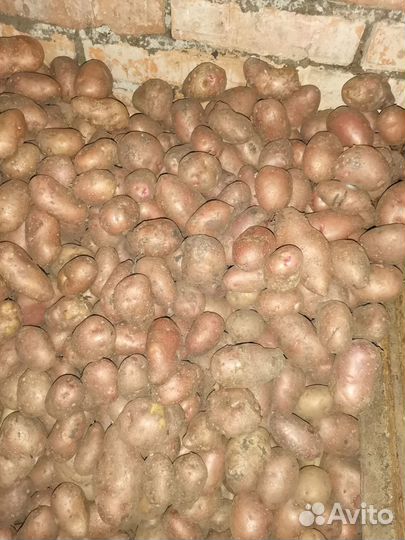 Продам картофель
