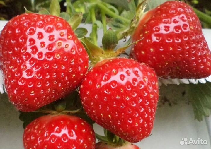 Клубника рассада