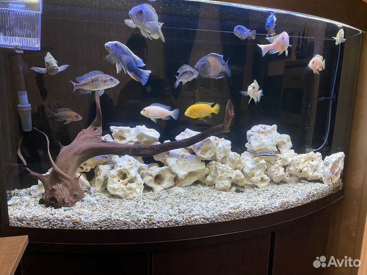 Аквариум с тумбой и рыбками
