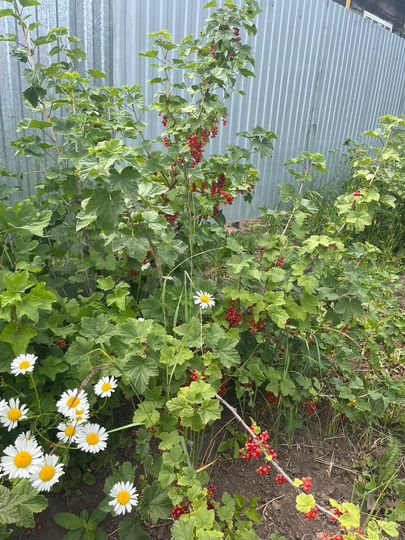 Дом 39 м² на участке 16 сот.