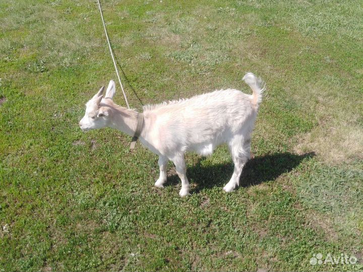 Козочка молочная