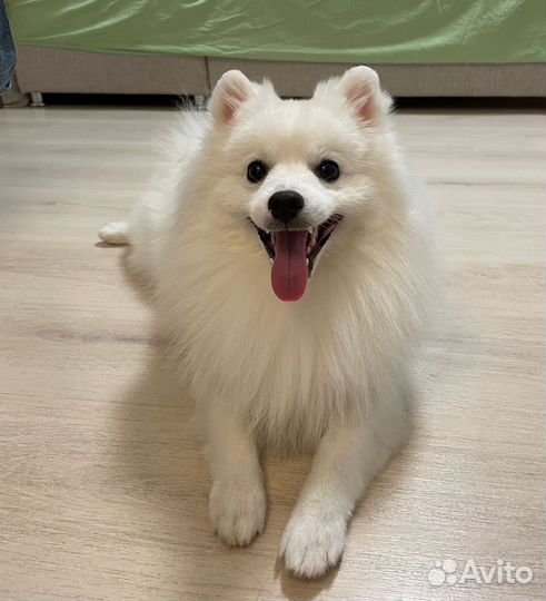 Вязка японский шпиц кобель