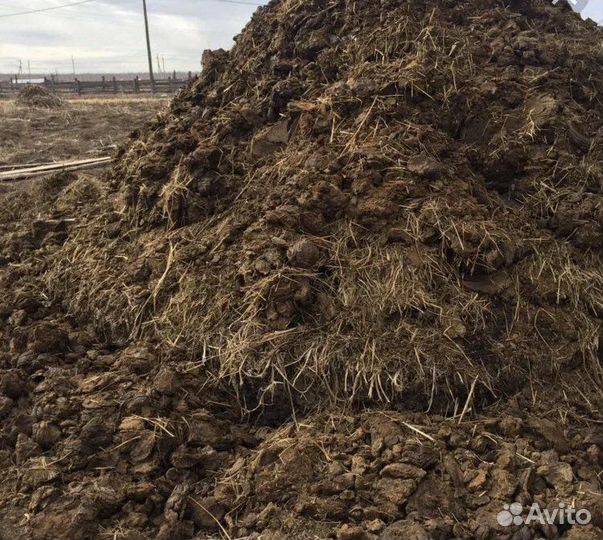 Перегной коровяк трехлетний