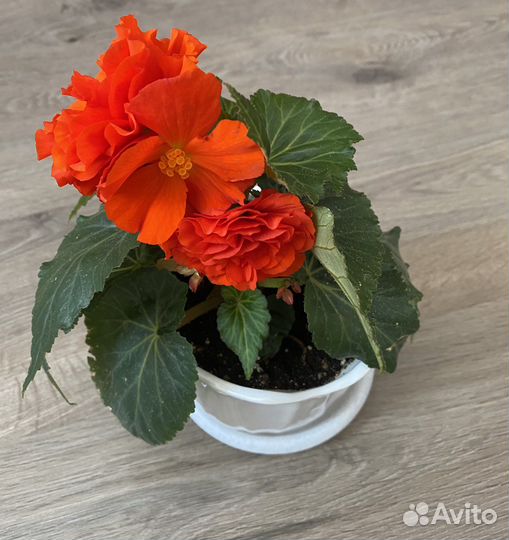 Комнатные цветы