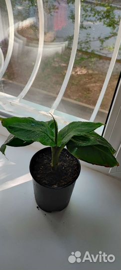 Карликовый банан