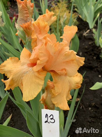 Ирисы бородатые сортовые деленки