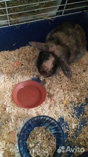 Кролики вислоушки