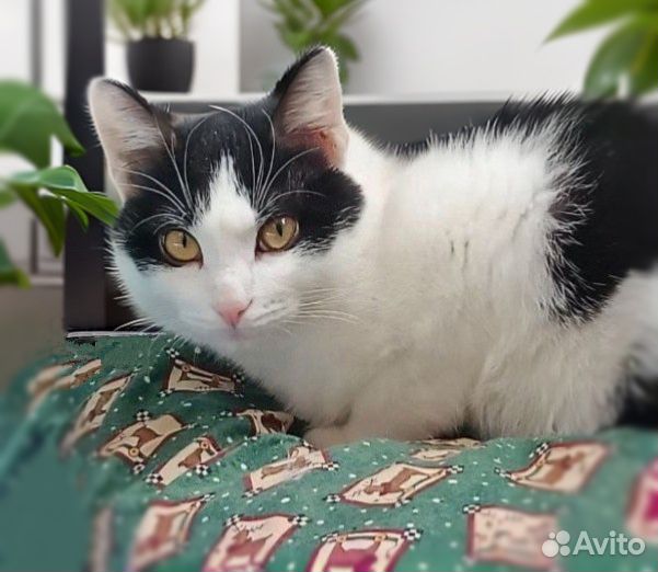 Котенка хотят выпустить из-за конфликта с котиками