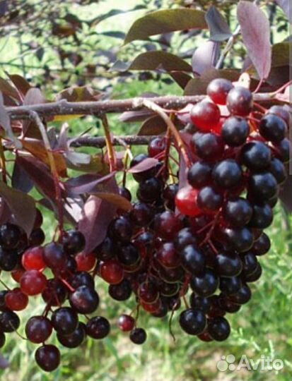 Черёмуха Шуберта. Саженцы