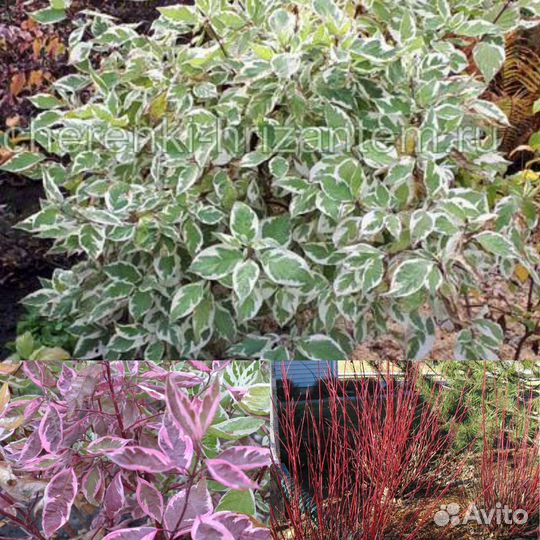 Саженцы декоративные,а также орех(лещина)