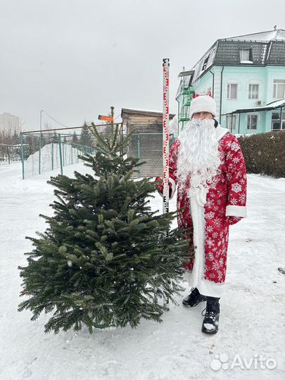 Пихта на новый год