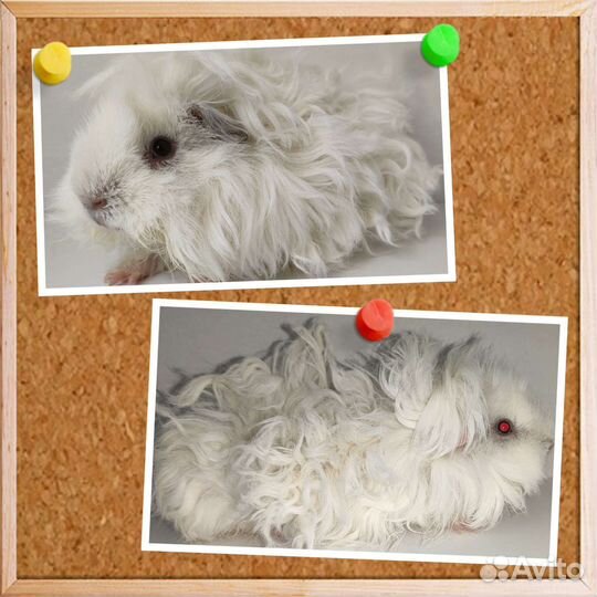 Морские свинки лункария