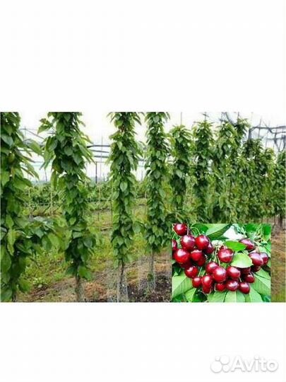 Черешня колнновидная