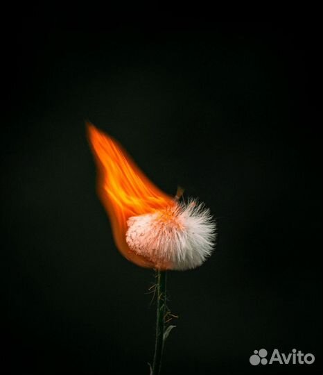 Фотограф/Видеограф