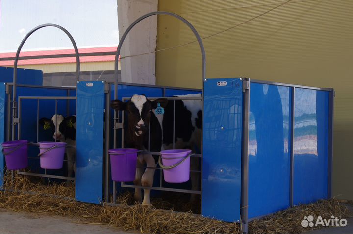 Бокс для телят