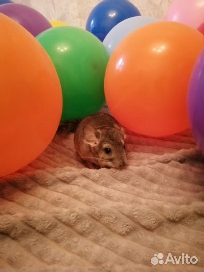 Золотая шиншилла